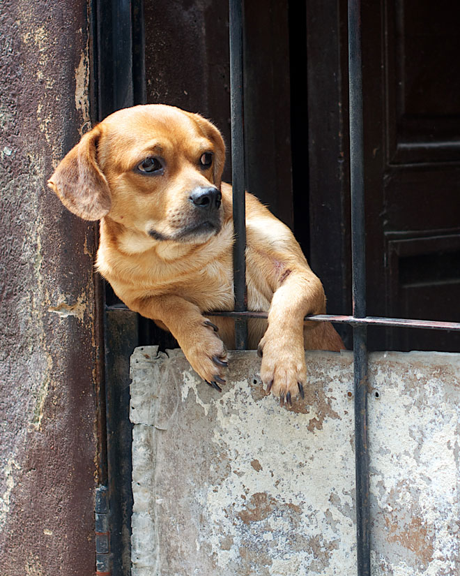 Puppy looking through a gate in Cuba
