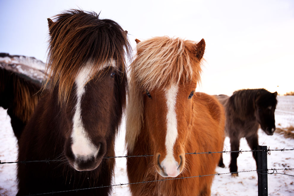 Icelandic horses close up
