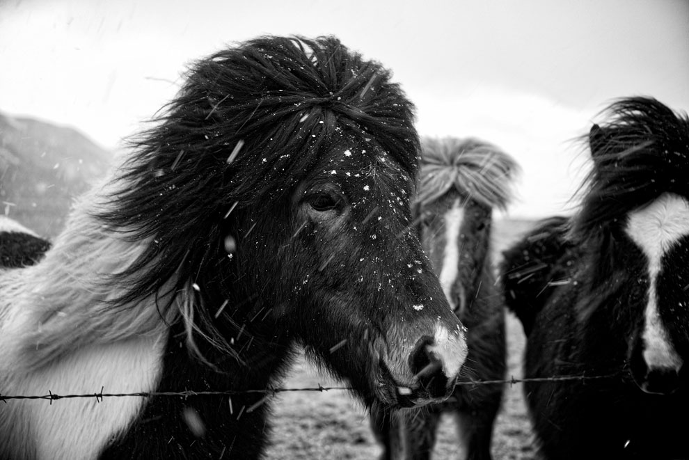 Icelandic horses standing in the snow close up